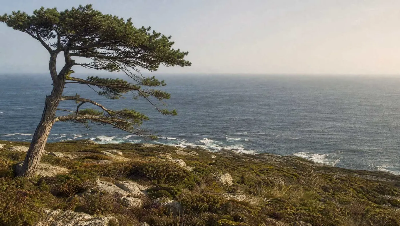 The Atlantic seen from a high scrub-covered slope, the coast far below and a single wind-bent pine in the foreground