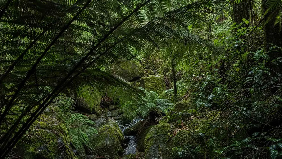 Tree-fern fronds arching across a shaded ravine floored with moss and boulders