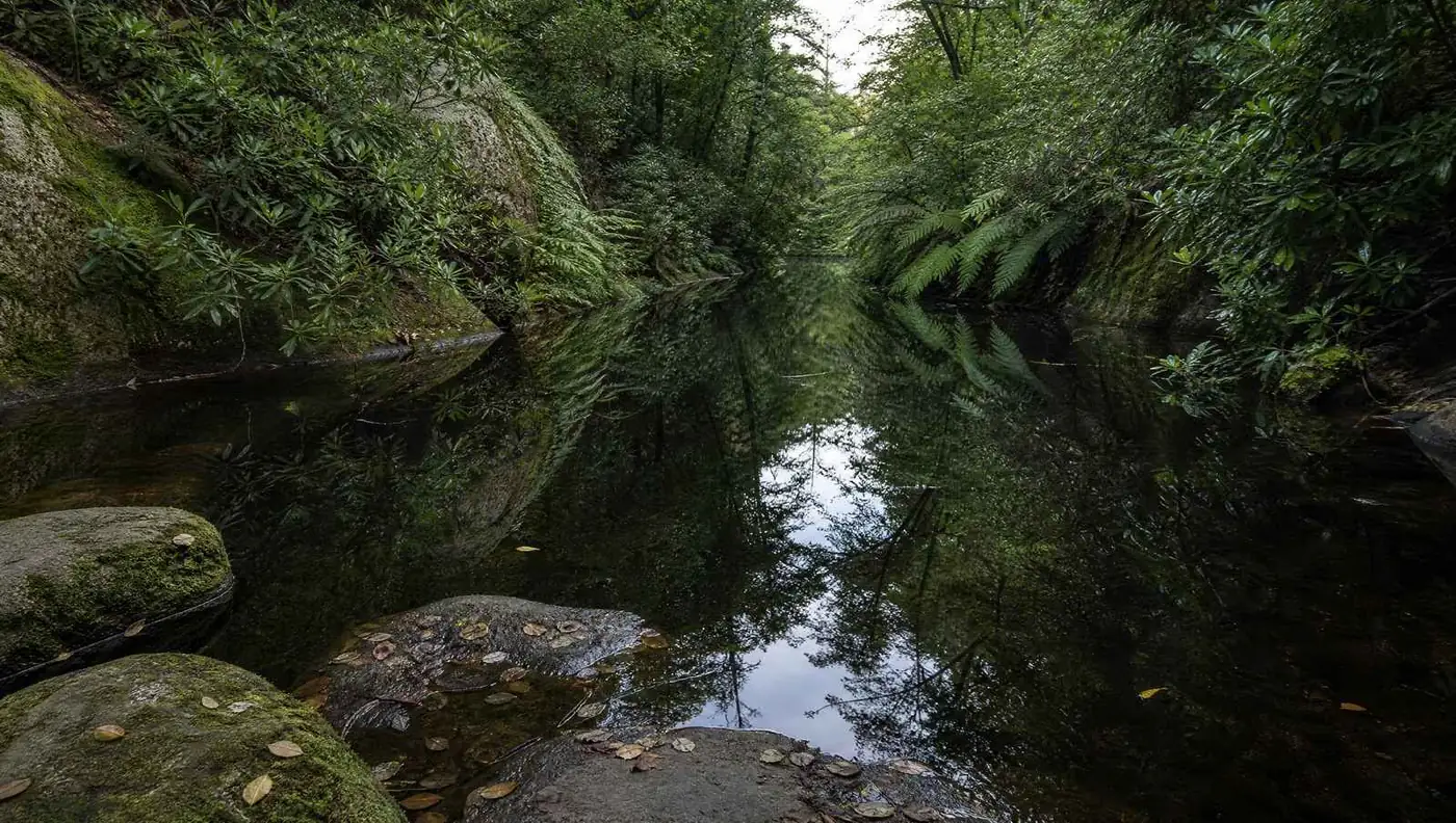 A still dark woodland pool under laurels and ferns, the canopy reflected unbroken on its surface