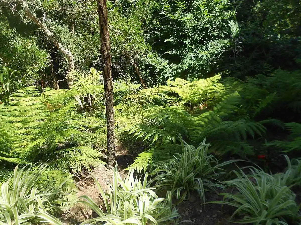 Fougères arborescentes et végétation dense envahissant une pente ombragée dans la Vallée des Fougères