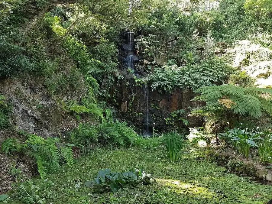 La cascade de Beckford dévalant une paroi rocheuse couverte de fougères