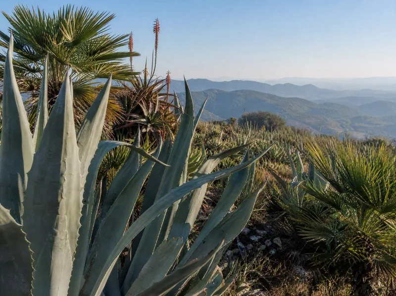 Agaves and aloes on a dry sunlit slope, wooded hills hazy and blue beyond