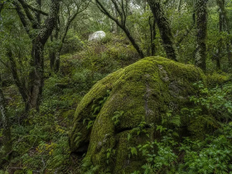 A granite boulder furred with moss and small ferns among laurels, a second one pale and far behind it